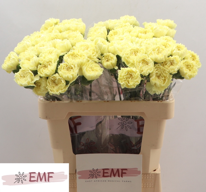 <h4>DI ST LUIZA</h4>