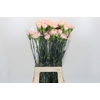 Dianthus St Novia