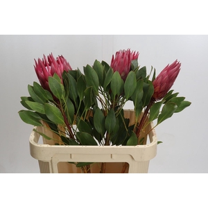 Protea Cynaroides Madiba