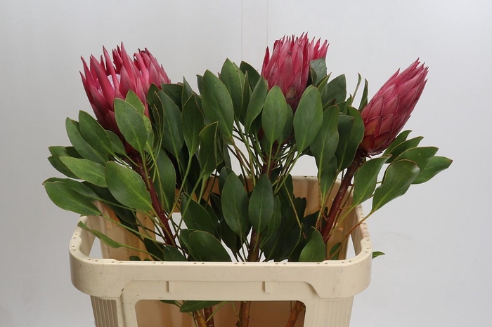 <h4>Protea Cynaroides Madiba</h4>