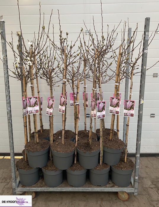 <h4>MAGN STELLATA OV</h4>