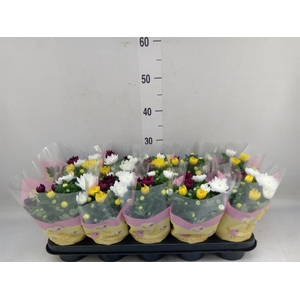 Chrysanthemum   ..mix/pot