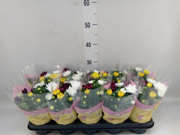 <h4>Chrysanthemum   ..mix/pot</h4>