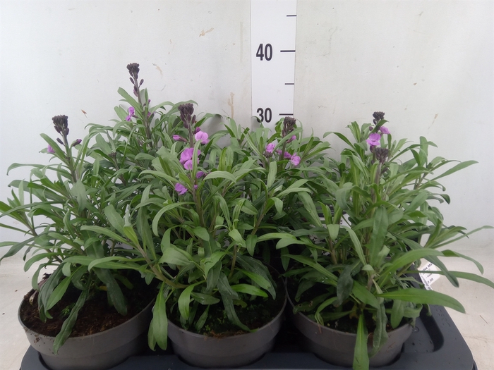 <h4>Erysimum linifolium 'Bowles Mauve'</h4>