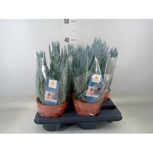 Curio ficoides 'Blues'