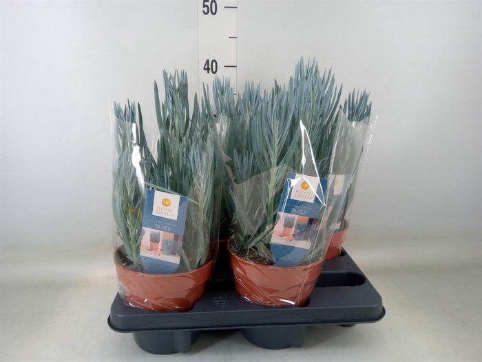 <h4>Curio ficoides 'Blues'</h4>