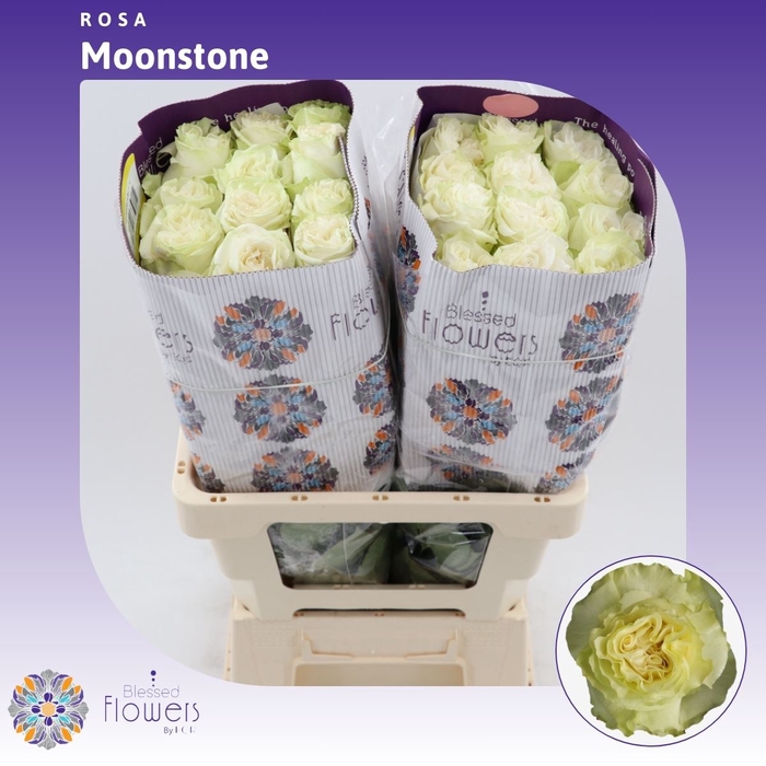 <h4>Rosa gr Moonstone</h4>