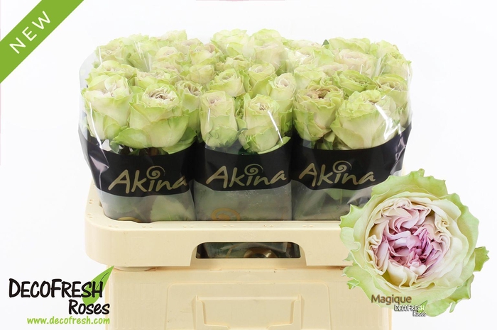 <h4>R Gr Magique</h4>