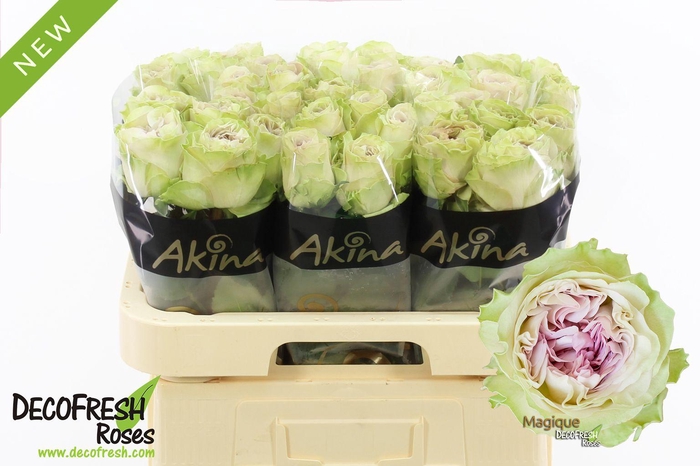 <h4>R Gr Magique</h4>