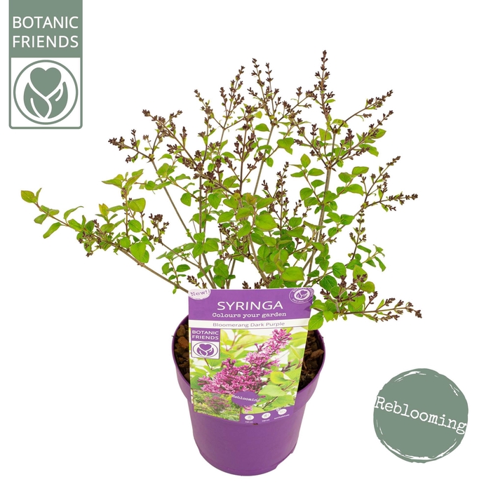 <h4>Syringa 'Bloomerang Dark Purple' ®</h4>