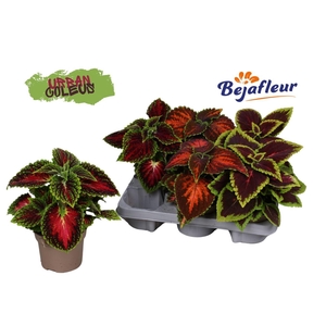 Coleus gemengd
