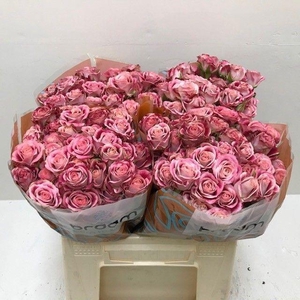 Rosa TR 'Flinders Lane' BRAAM