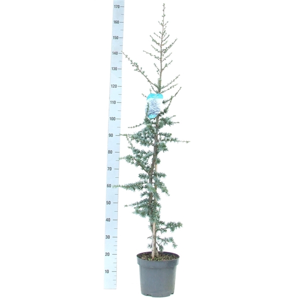 <h4>Cedrus libani 'Glauca' 120-140 P26</h4>