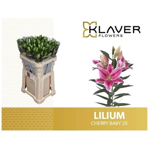 Li Or Cherry Baby 3+ Klaver