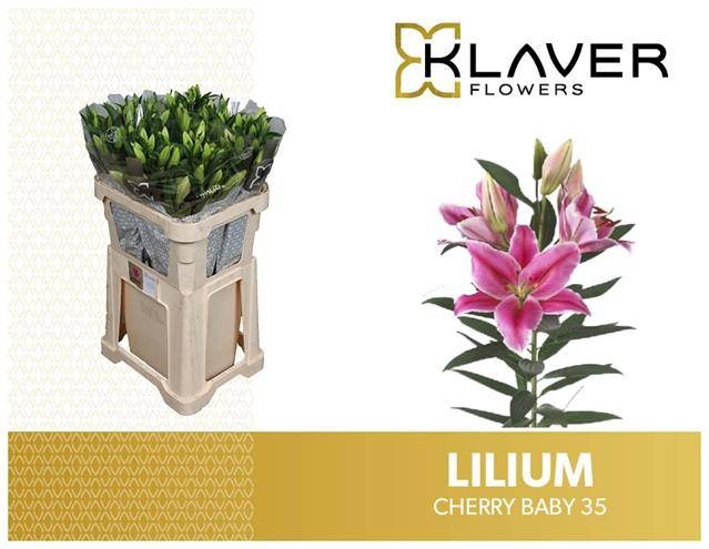 <h4>LI OR CHERRY BABY</h4>