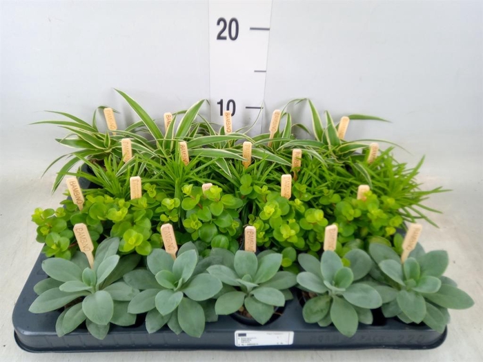 <h4>Planten  ..mix</h4>