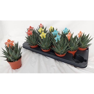 ALOE TIKI TAHI