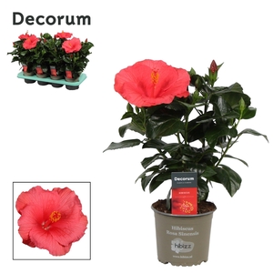Decorum Hibiscus Kandy roze