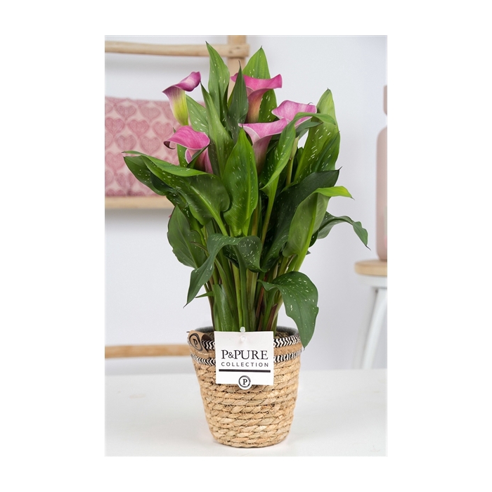 <h4>Zantedeschia pink in P&PURE Basket 6</h4>