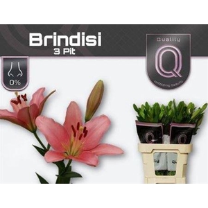 Li La Brindisi 3+