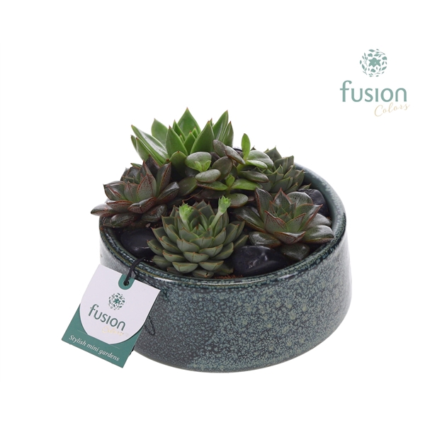 <h4>Pot Tol keramiek met Succulenten</h4>