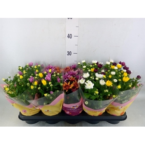 Chrysanthemum   ..mix/pot