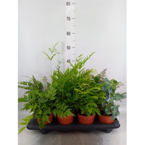 Ferns   ...mix