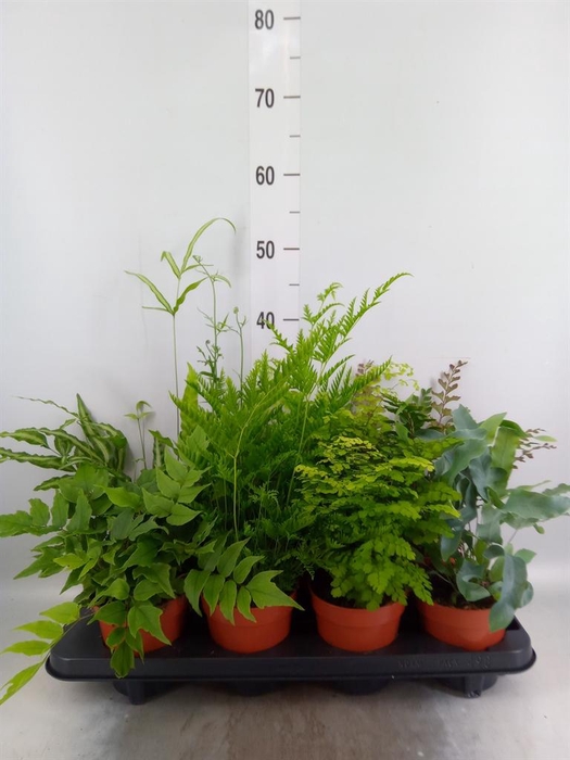 <h4>Ferns   ...mix</h4>