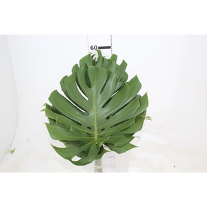 FOLHAGEM MONSTERA DELICIOSA 030 CM