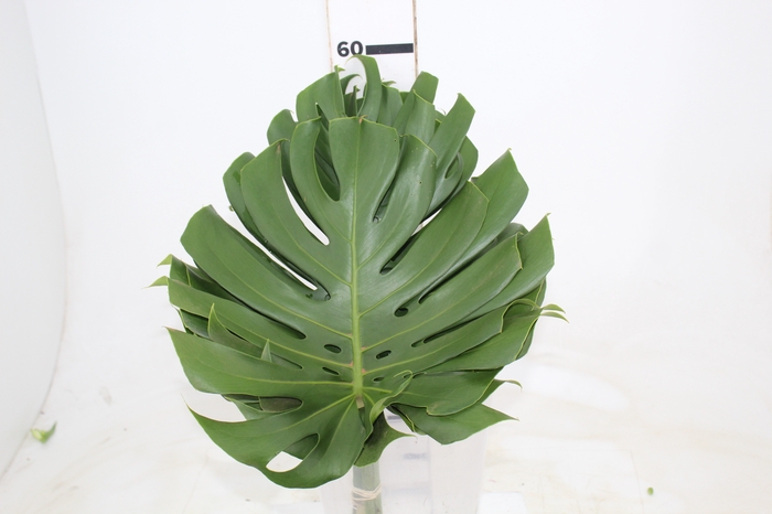 <h4>FOLHAGEM MONSTERA DELICIOSA 030 CM</h4>