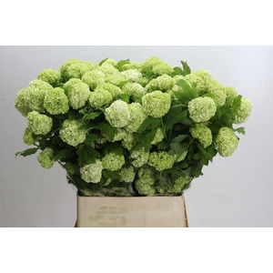 Viburnum Roseum