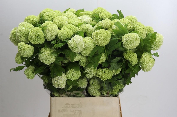 <h4>Viburnum Roseum</h4>