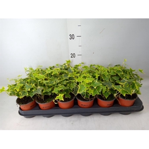 Hedera helix 'Goldchild'