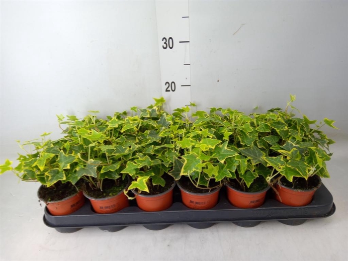 <h4>Hedera helix 'Goldchild'</h4>