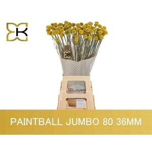 CRASPEDIA GLOBOSA PAINTBALL JUMBO