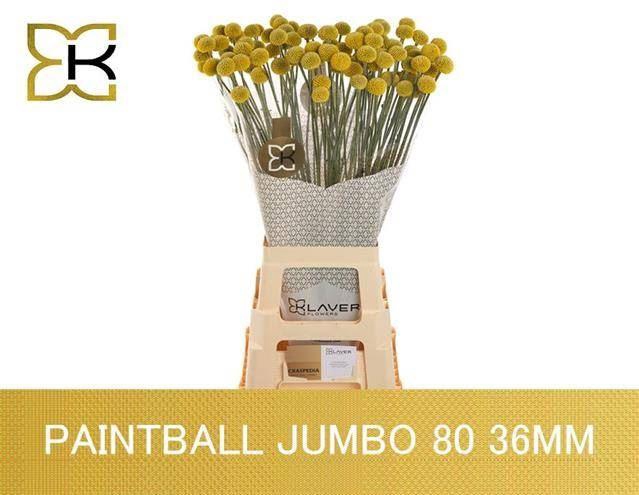 <h4>CRASPEDIA GLOBOSA PAINTBALL JUMBO</h4>