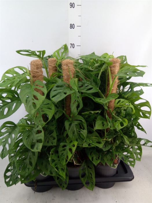 <h4>Monstera obliqua 'Monkey Mask'</h4>