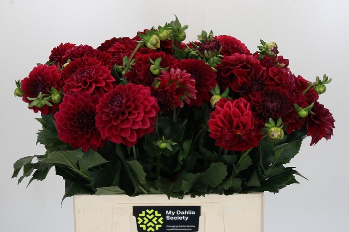 Dahlia Cognac Brandy