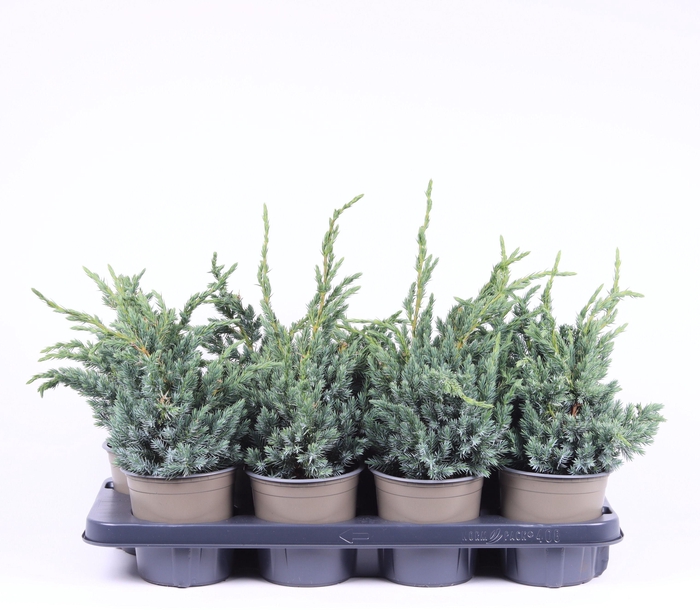 <h4>Juniperus squamata 'Meyeri'</h4>