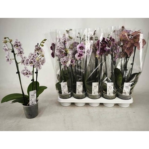 PHAL GEM
