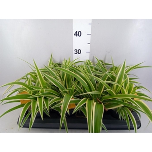 Chlorophytum com. 'Ocean'