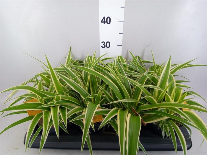 <h4>Chlorophytum com. 'Ocean'</h4>
