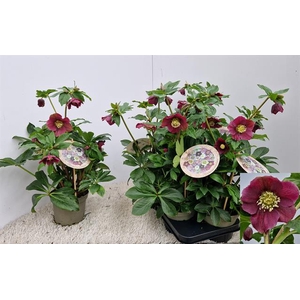 Helleborus Viv Valentina 15Ø 55cm 12fl