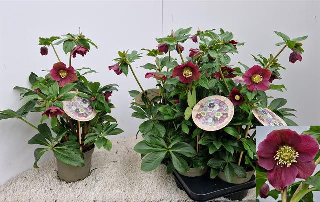 Helleborus Viv Valentina 15Ø 55cm 12fl
