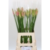 Nerine Vesta K