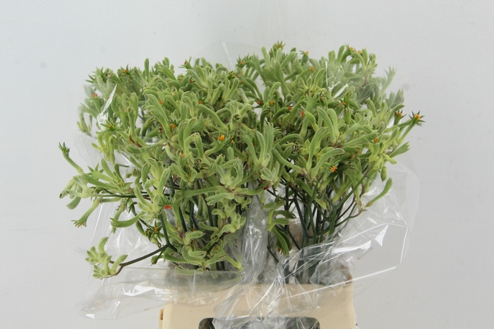 <h4>ANIGOZ NIRVANA 60CM</h4>
