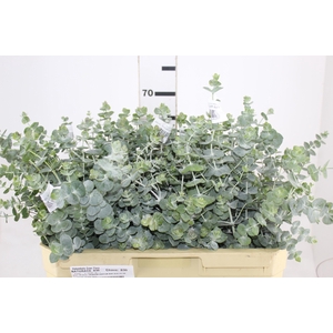FOLHAGEM EUCAFLOR BABY BLUE 060 CM