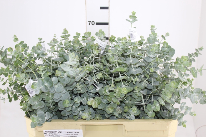 <h4>FOLHAGEM EUCAFLOR BABY BLUE 060 CM</h4>