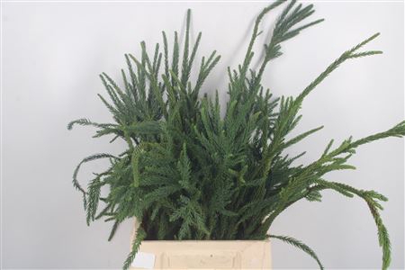 Con. Cryptomeria Ballerina