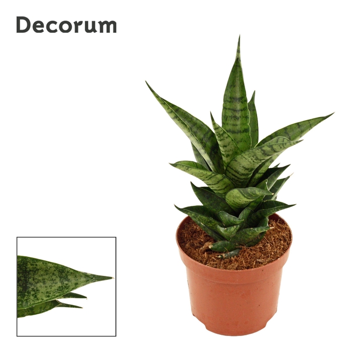 <h4>Sansevieria Brilliant Crown 9 cm (Decorum)</h4>